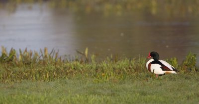 Bergeend/Shelduck