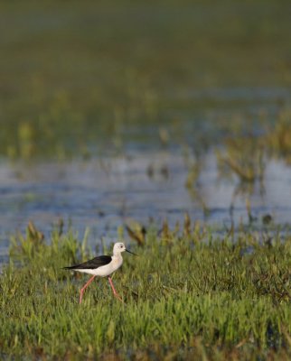 Steltkluut/Black-winged Stilt