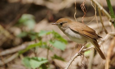 Nachtegaal/Nightingale