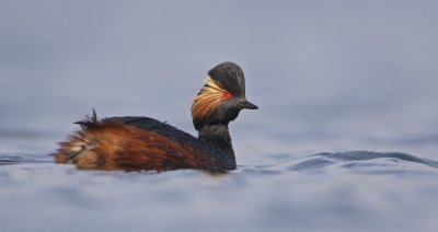 Geoorde Fuut/Black-necked Grebe