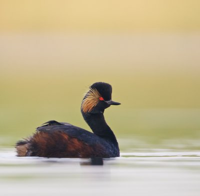 Geoorde Fuut/Black-necked Grebe