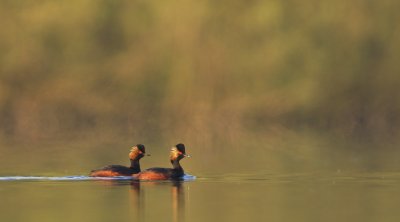 Geoorde Fuut/Black-necked Grebe