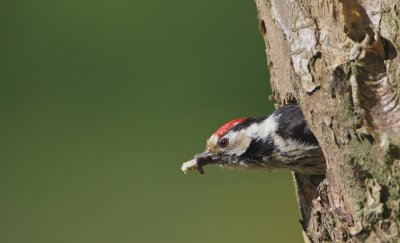 Kleine Bonte Specht/Lesser spotted Woodpecker