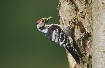 Kleine Bonte Specht/Lesser spotted Woodpecker