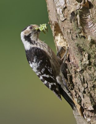 Kleine Bonte Specht/Lesser spotted Woodpecker