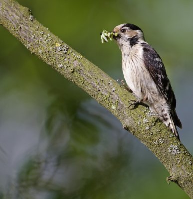 Kleine Bonte Specht/Lesser spotted Woodpecker