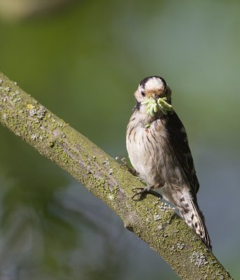 Kleine Bonte Specht/Lesser spotted Woodpecker