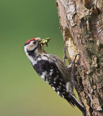 Kleine Bonte Specht/Lesser spotted Woodpecker