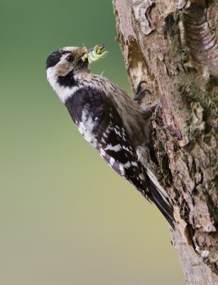 Kleine Bonte Specht/Lesser spotted Woodpecker