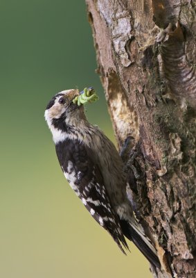Kleine Bonte Specht/Lesser spotted Woodpecker