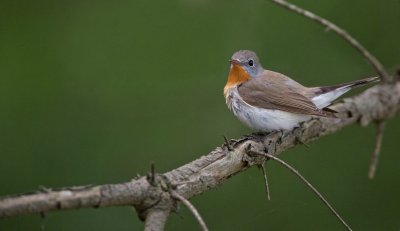 Kleine Vliegenvanger/Red-breasted Flycatcher 