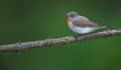 Kleine Vliegenvanger/Red-breasted Flycatcher 