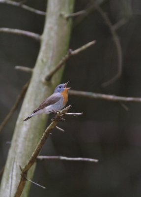 Kleine Vliegenvanger/Red-breasted Flycatcher