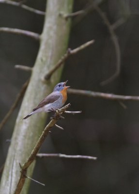 Kleine Vliegenvanger/Red-breasted Flycatcher 