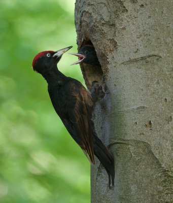 Zwarte Specht/Black Woodpecker