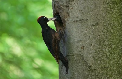 Zwarte Specht/Black Woodpecker