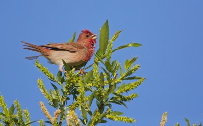 Roodmus/Common Rosefinch