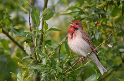 Roodmus/Common Rosefinch