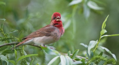 Roodmus/Common Rosefinch