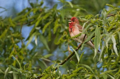 Roodmus/Common Rosefinch