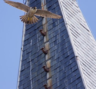 Slechtvalk/Peregrine Falcon