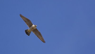 Slechtvalk/Peregrine Falcon