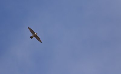 Slechtvalk/Peregrine Falcon