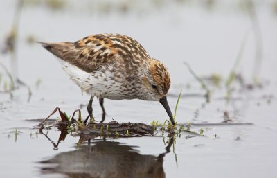 Alaskastrandloper/Western Sandpiper