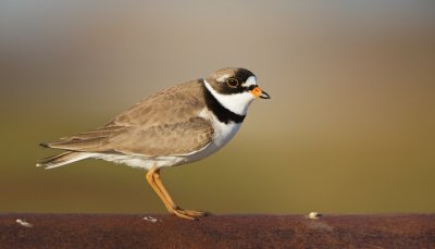 Amerikaanse Bontbekplevier/Semipalmated Plover