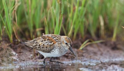 Alaskastrandloper/Western Sandpiper