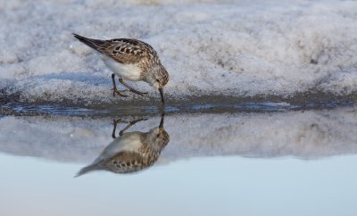 Bairds Strandloper/Bairds Sandpiper