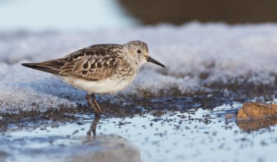 Bairds Strandloper/Bairds Sandpiper
