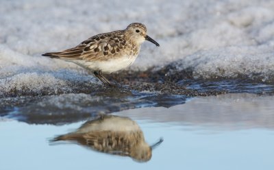 Bairds Strandloper/Bairds Sandpiper