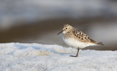 Bairds Strandloper/Bairds Sandpiper