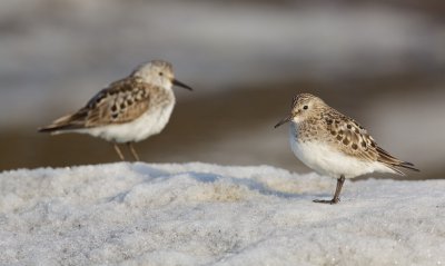 Bairds Strandloper/Bairds Sandpiper