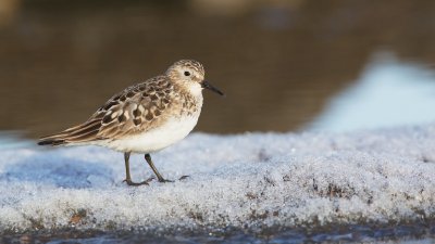 Bairds Strandloper/Bairds Sandpiper