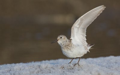 Bairds Strandloper/Bairds Sandpiper