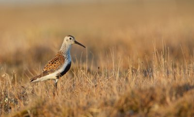 Bonte Strandloper/Dunlin