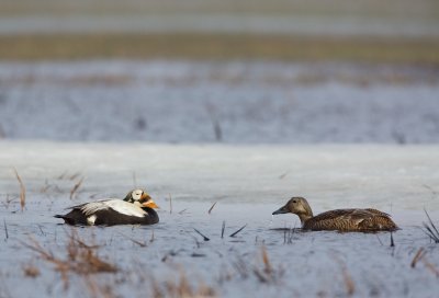 Brileider/Spectacled Eider