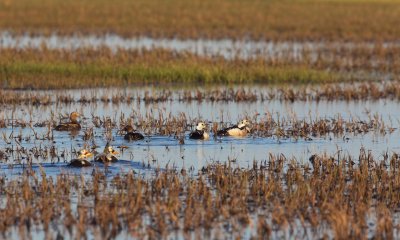 Brileider/Spectacled Eider