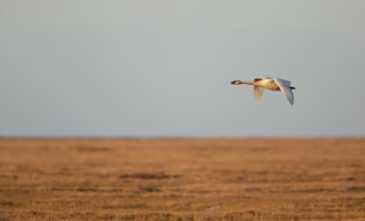 Fluitzwaan/Tundra Swan