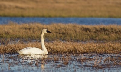 Fluitzwaan/Tundra Swan