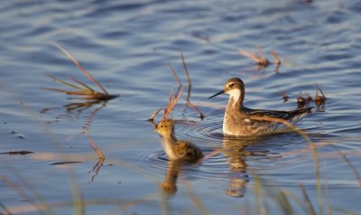 Grauwe Franjepoot/Red-necked Phalarope