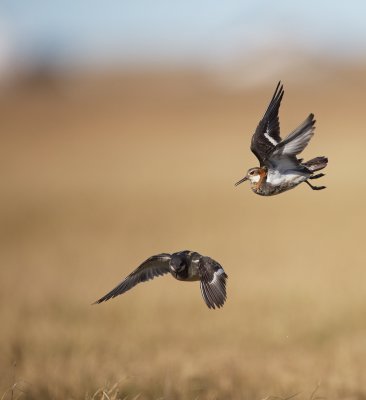 Grauwe Franjepoot/Red-necked Phalarope