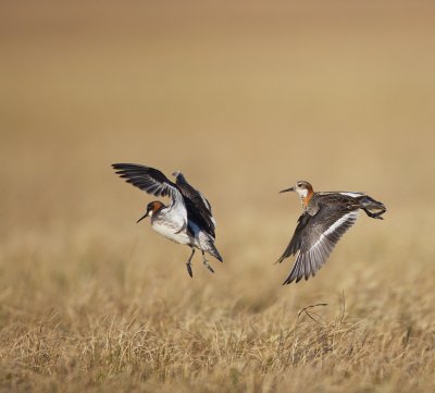 Grauwe Franjepoot/Red-necked Phalarope