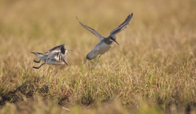 Grauwe Franjepoot/Red-necked Phalarope