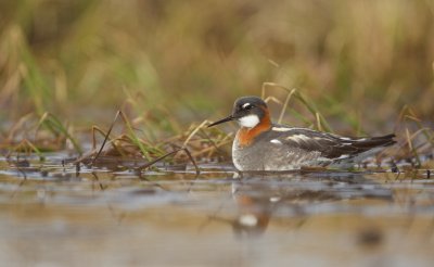 Grauwe Franjepoot/Red-necked Phalarope