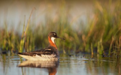 Grauwe Franjepoot/Red-necked Phalarope