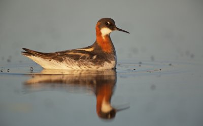 Grauwe Franjepoot/Red-necked Phalarope