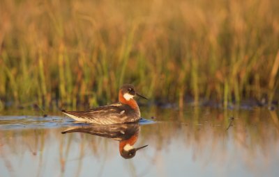 Grauwe Franjepoot/Red-necked Phalarope